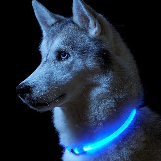 LED Dog Collar