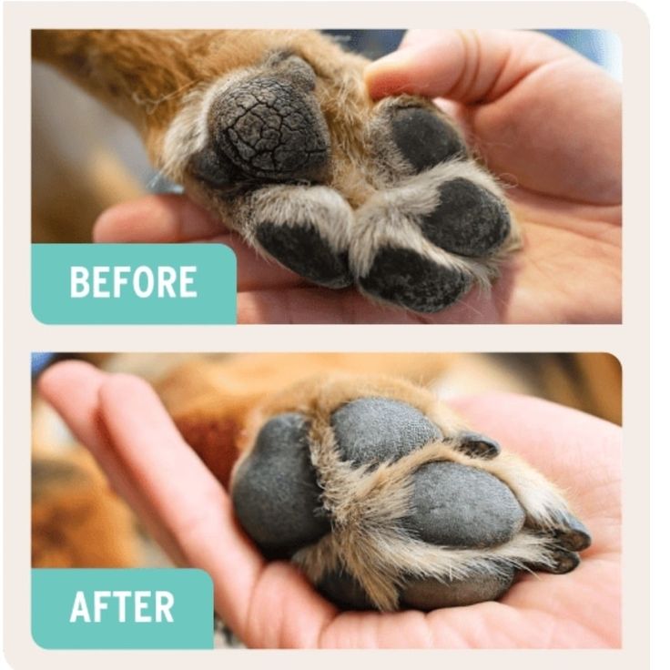 Pet Paw Cleaner