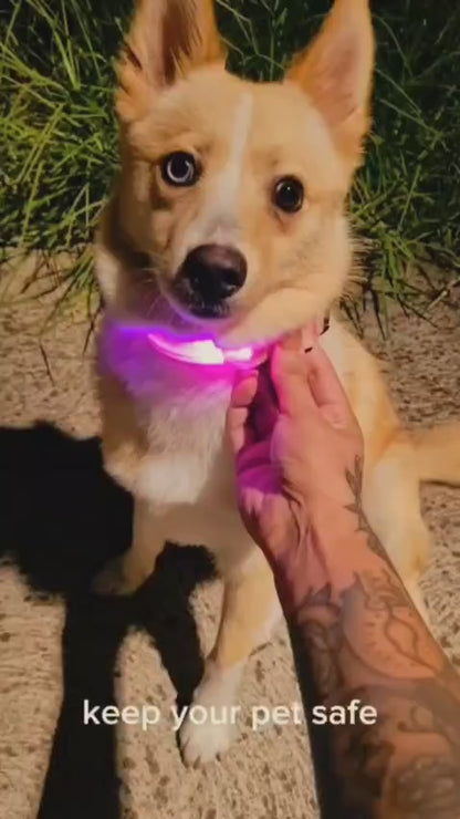 LED Dog Collar